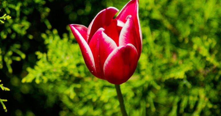 Red Tulips Meaning