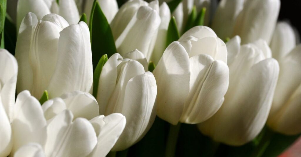 Renewal White Tulips Meaning