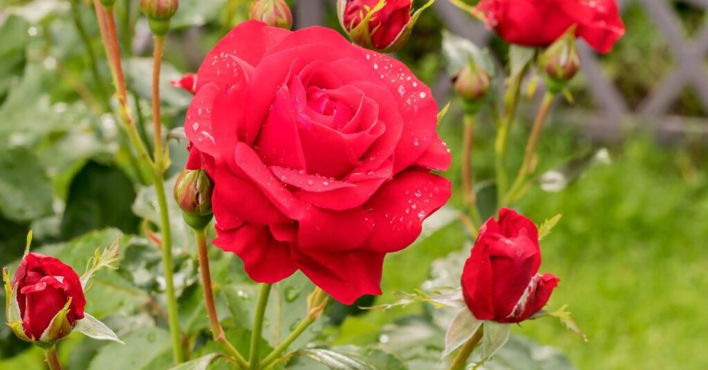 Rose flowers that mean happiness