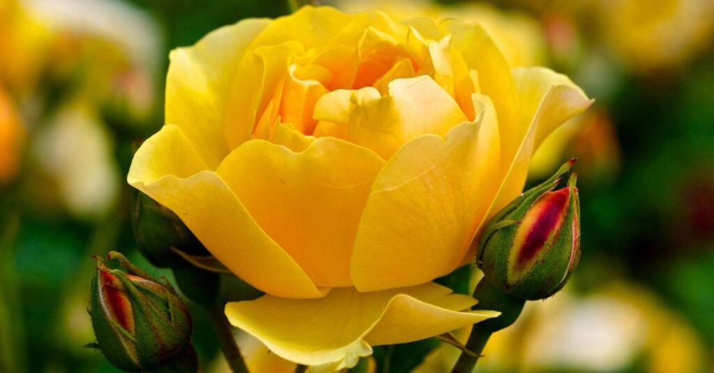 Roses Flowers That Symbolize Gratitude and Say Thank You