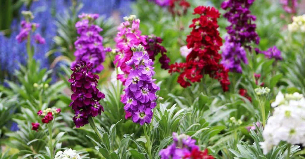 Stocks flower that mean happiness
