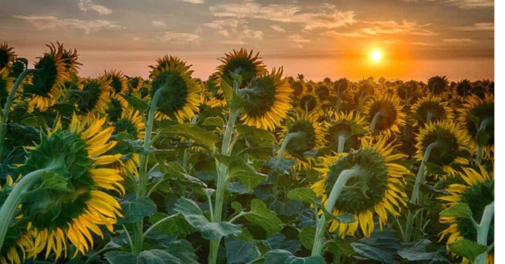 Sunflower Gorgeous Flowers That Mean Strength