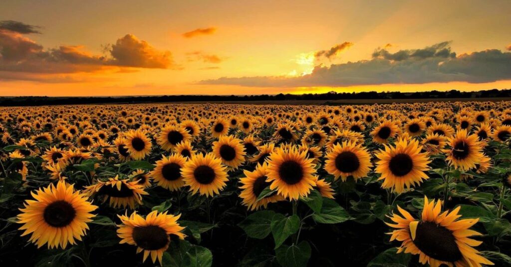 Sunflower