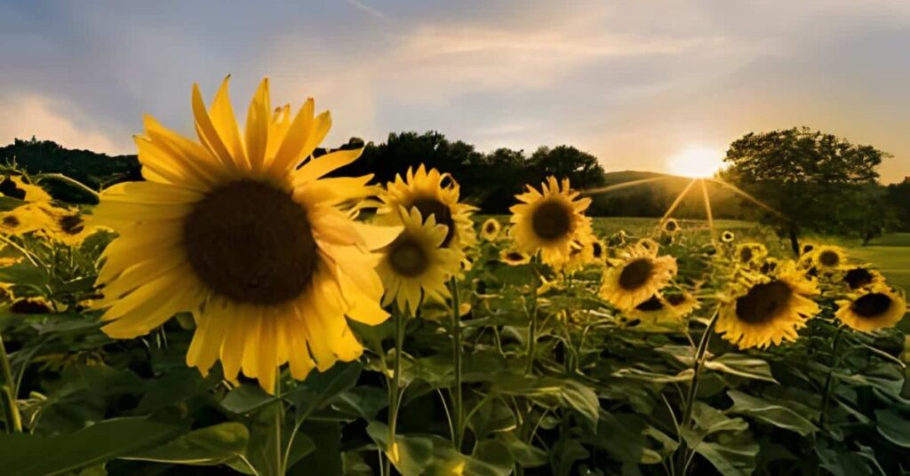Sunflowers Yellow Flowers Meanings