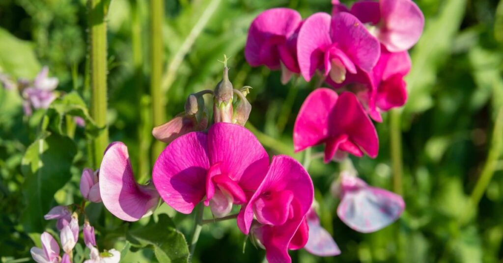 Sweet pea flowers that mean happiness
