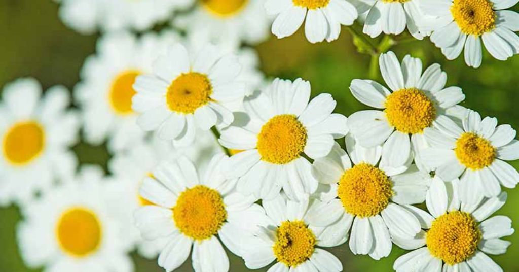 Tanacetum flower
