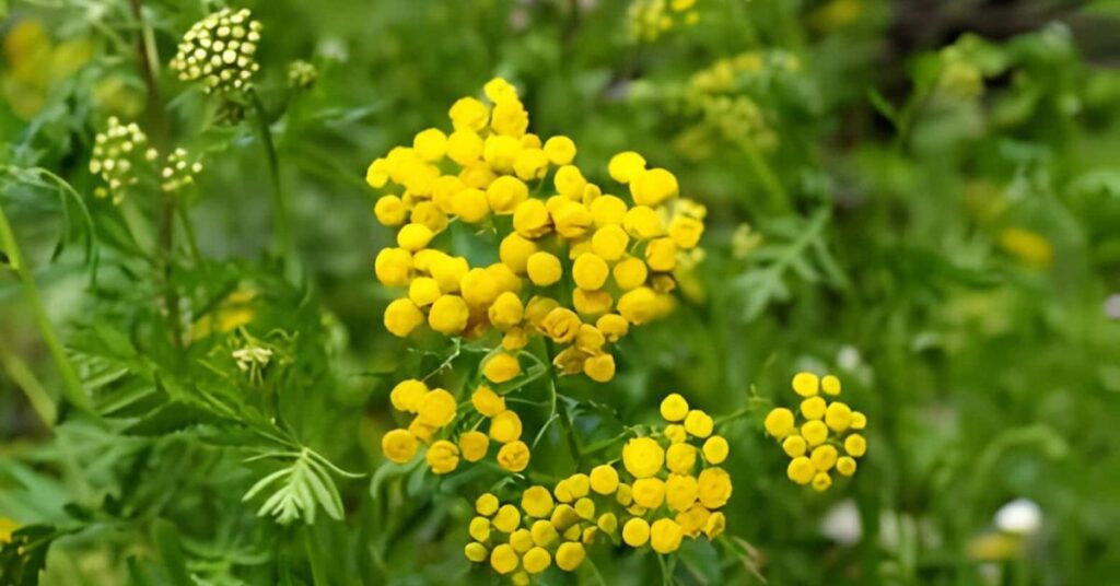 Tansy Flowers Meanings