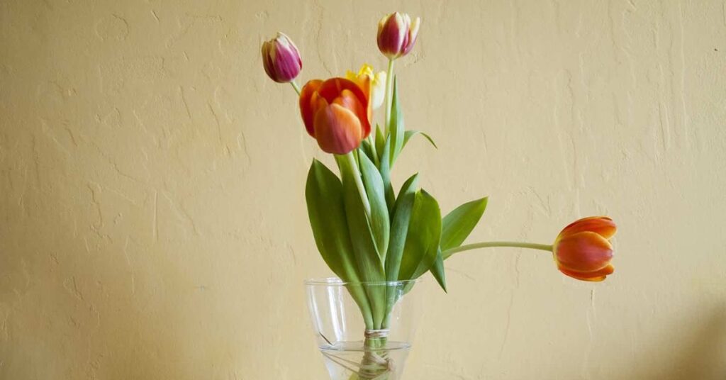 Tulip Flowers That Symbolize Gratitude and Say Thank You