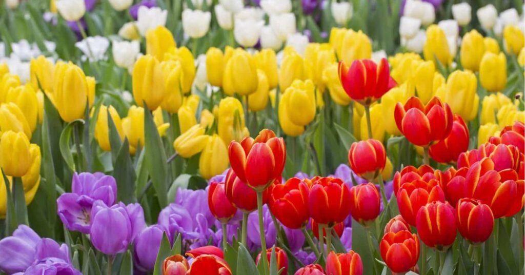 Tulips Apology Flowers That Symbolize Forgiveness