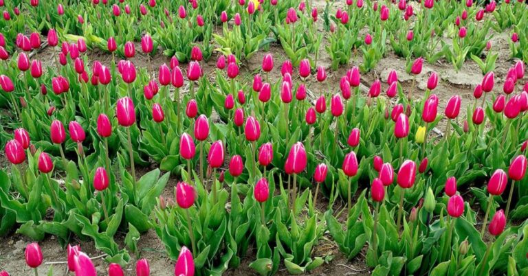 Tulips Meaning and Symbolism