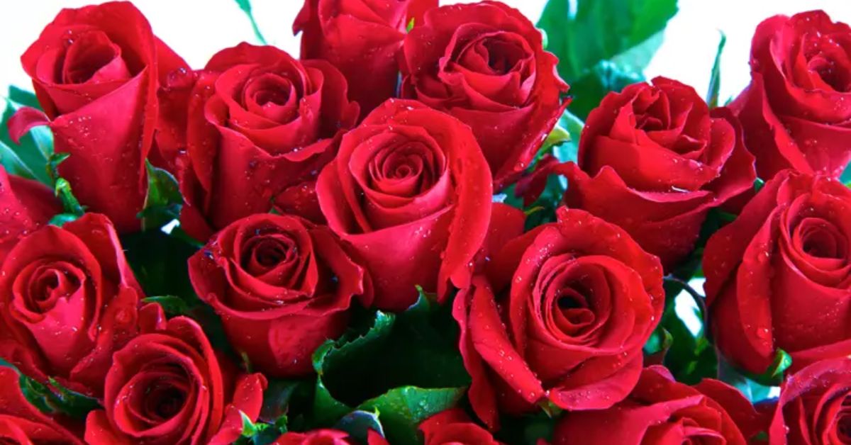 Unique Flowers That Mean Death