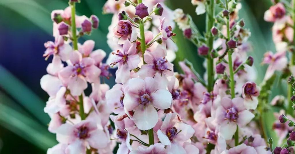 Verbascum flower