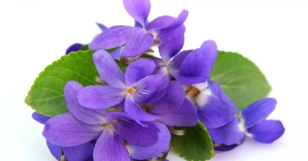 Violets Apology Flowers That Symbolize Forgiveness