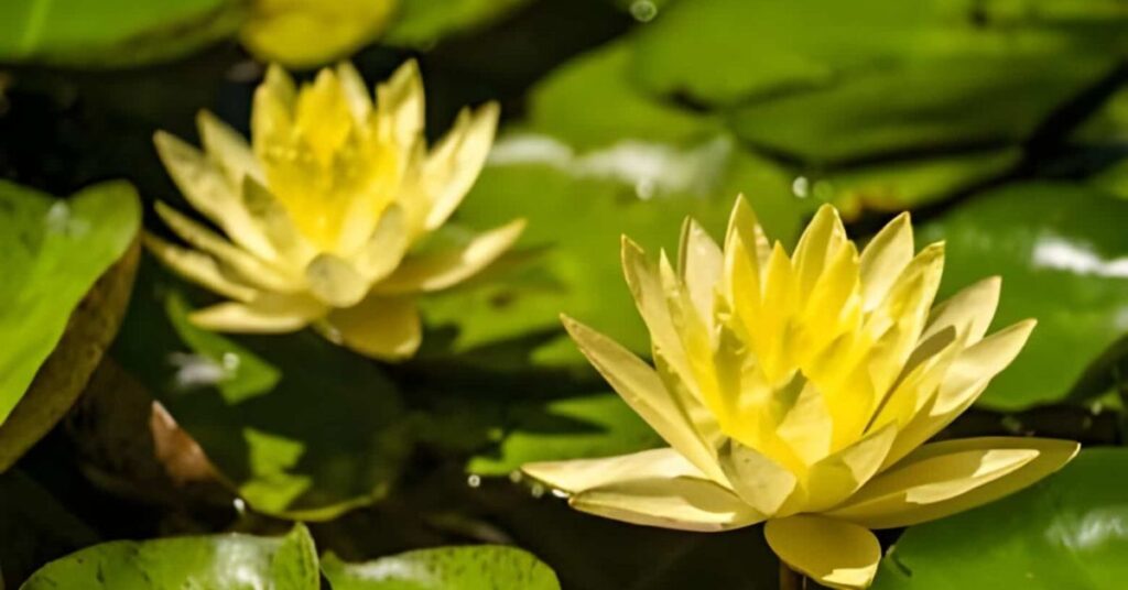 Water Lily Yellow Flowers Meanings