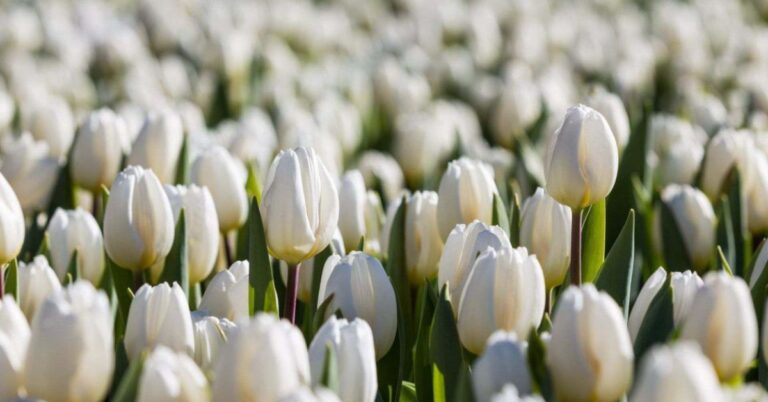 White Tulips Meaning