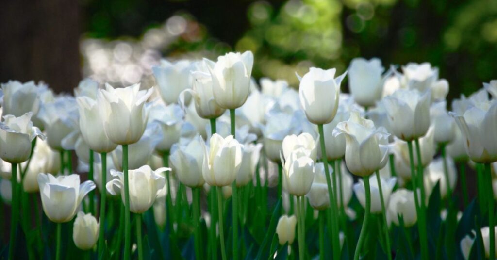 White Tulips Meaning in Love