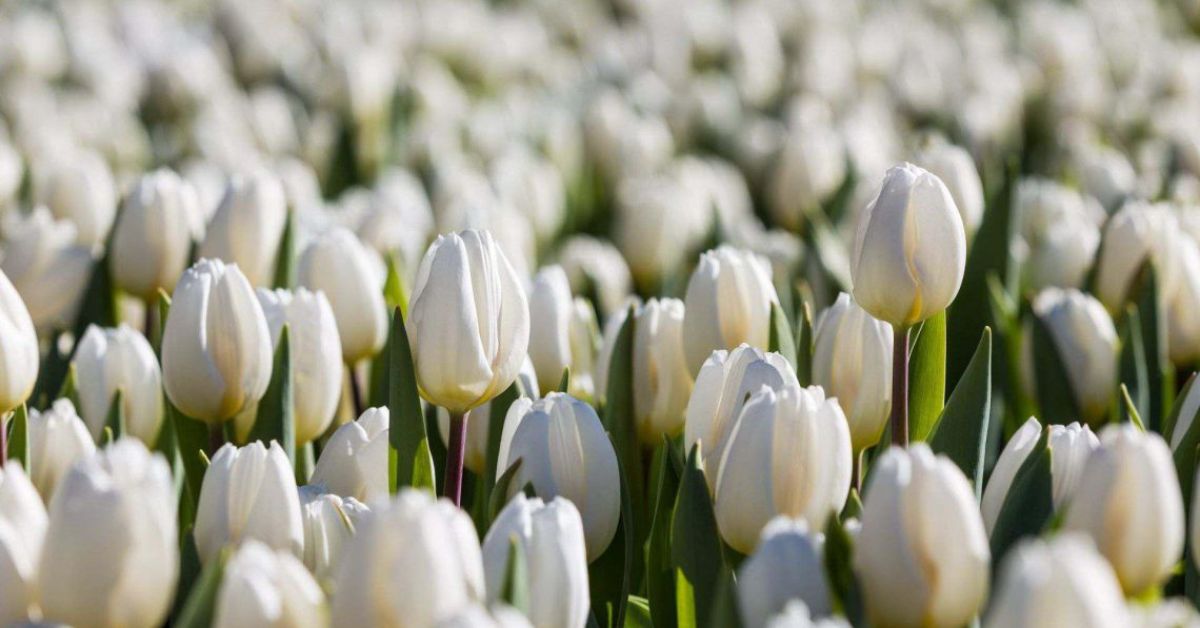 White Tulips Meaning