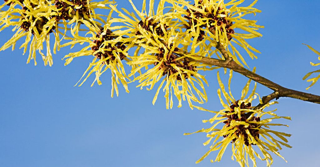 Witch Hazel flower