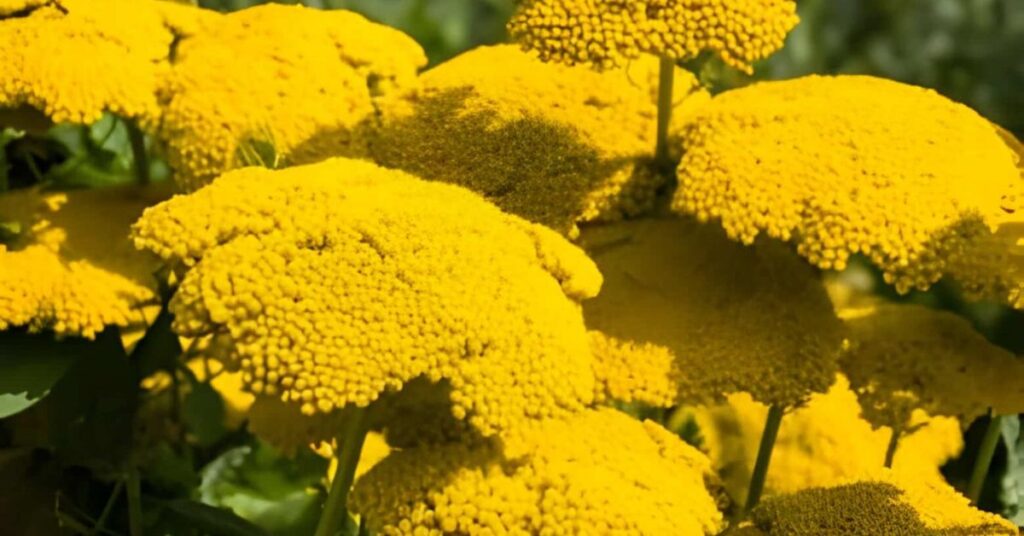 Yarrow