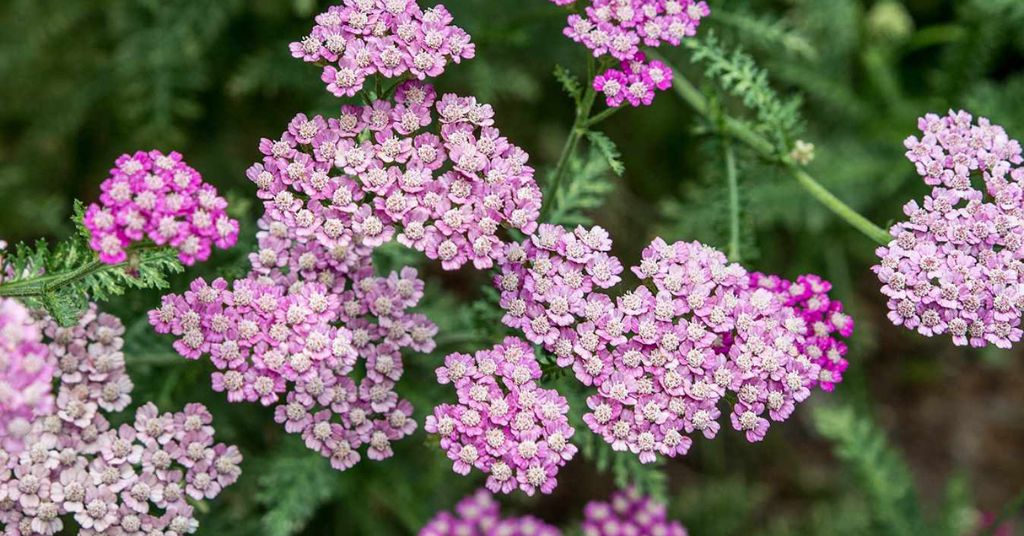 Yarrow flower