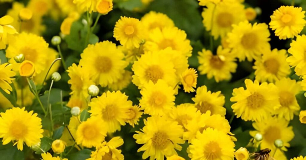 Yellow Chrysanthemum Flowers Meanings