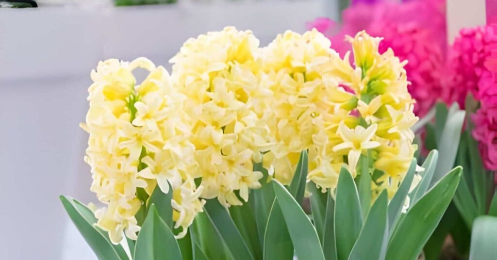 Yellow Hyacinth Flowers Meanings