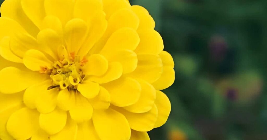 Yellow Zinnia Flowers Meanings