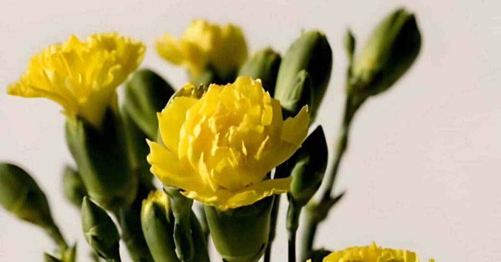 Yellow carnations Yellow Flowers Meanings