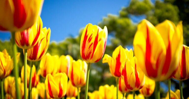 Yellow tulip meaning