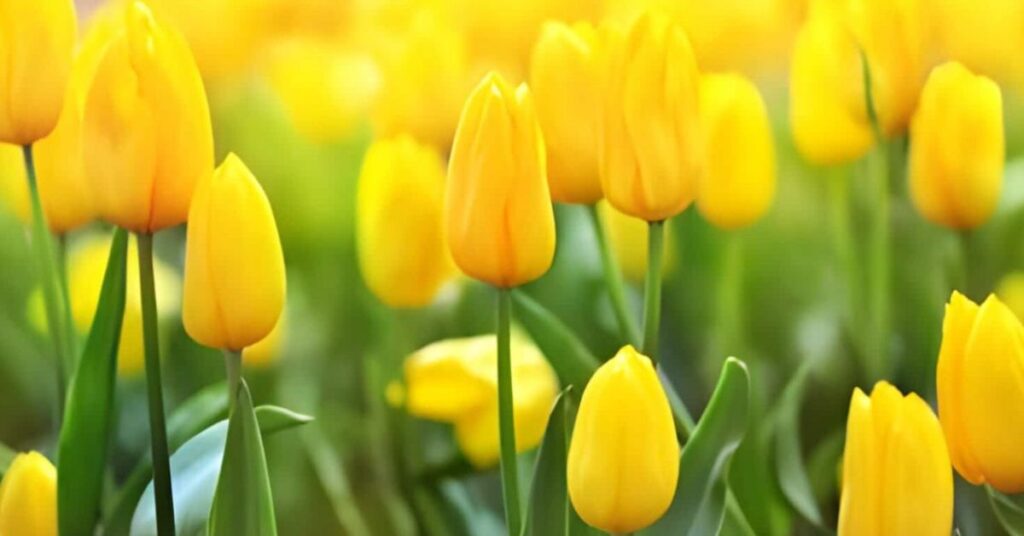 Yellow tulips Yellow Flowers Meanings