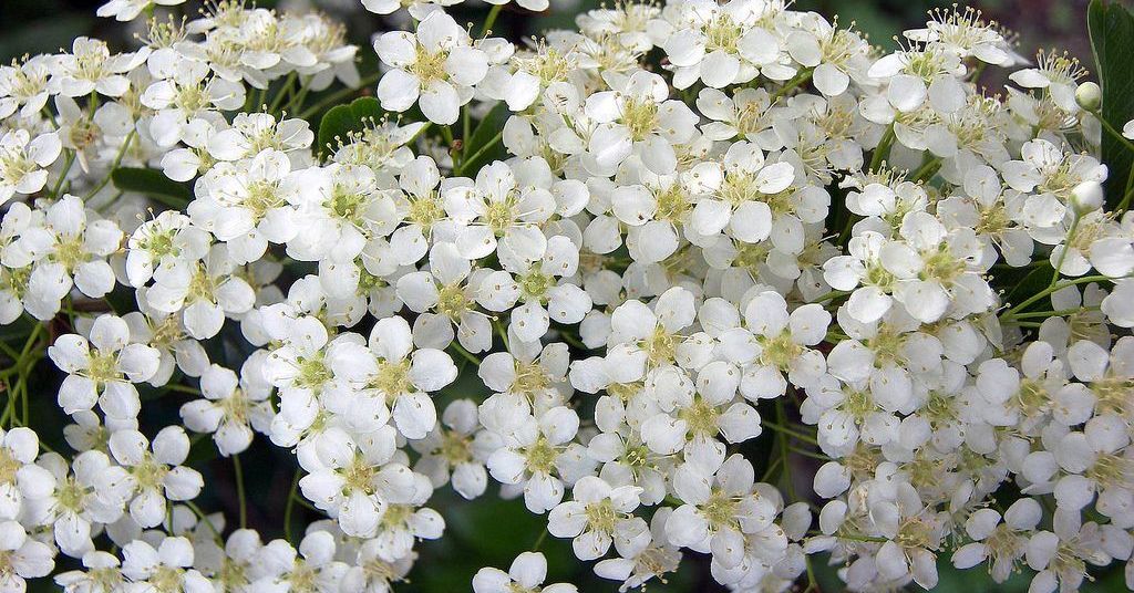 angelica flower