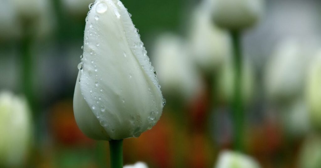historical White Tulips Meaning