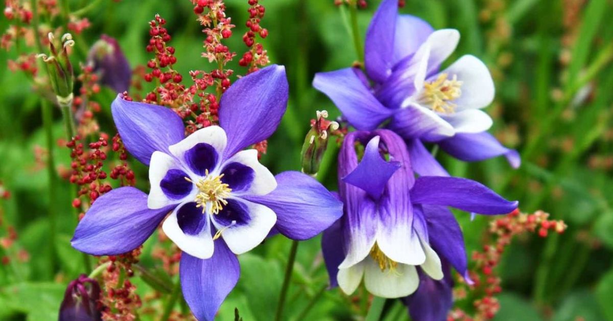 Flowers That Symbolize Wisdom