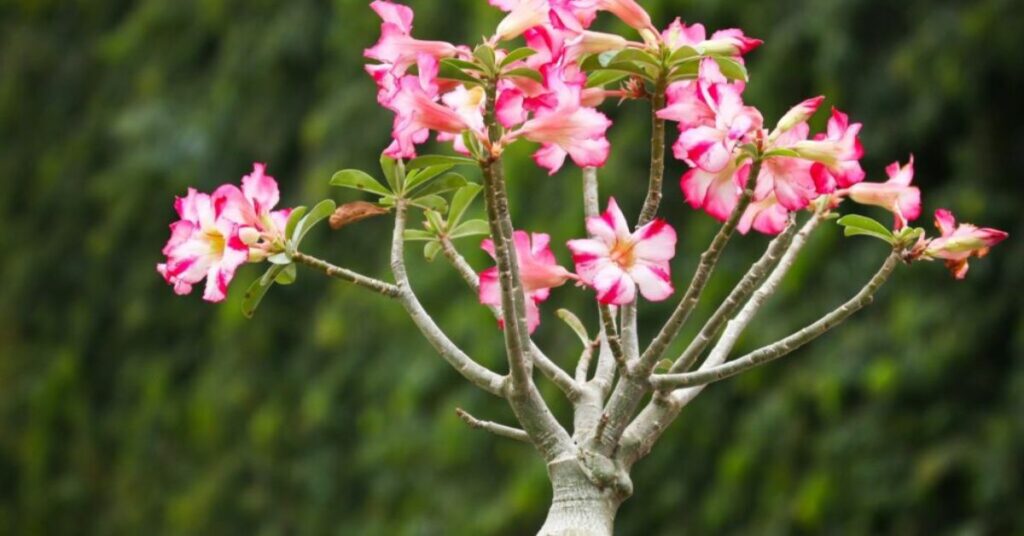 Adenium for good luck
