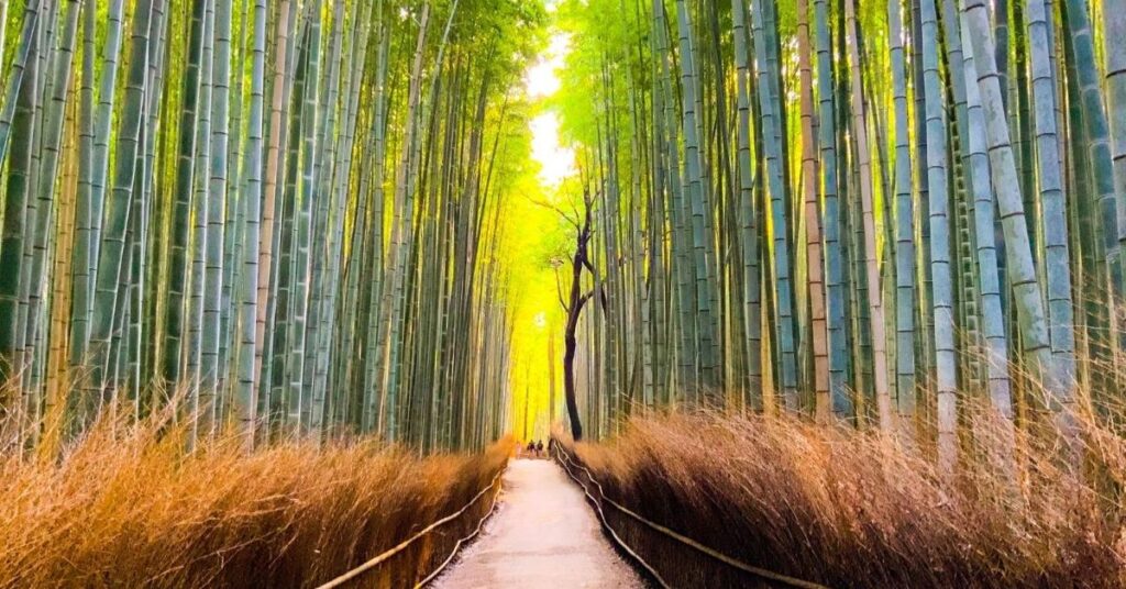 Bamboo for good luck