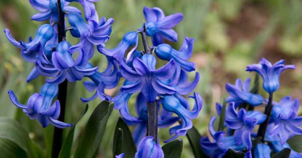 Blue Hyacinth