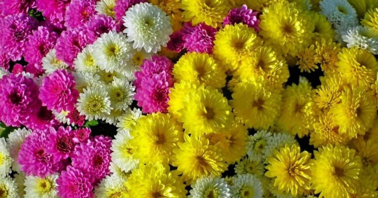 Chrysanthemum Meaning and Symbolism