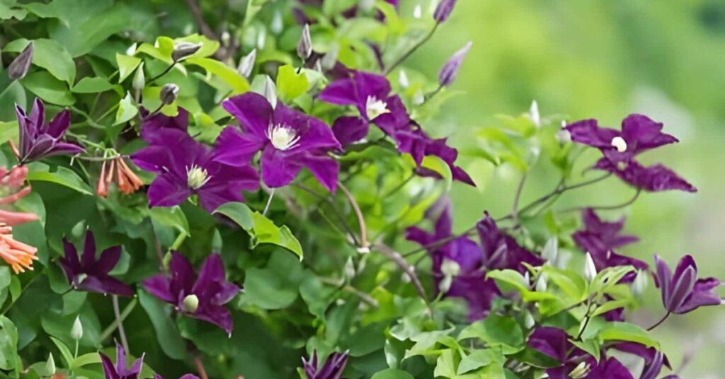 Clematis Purple Flowers Meaning