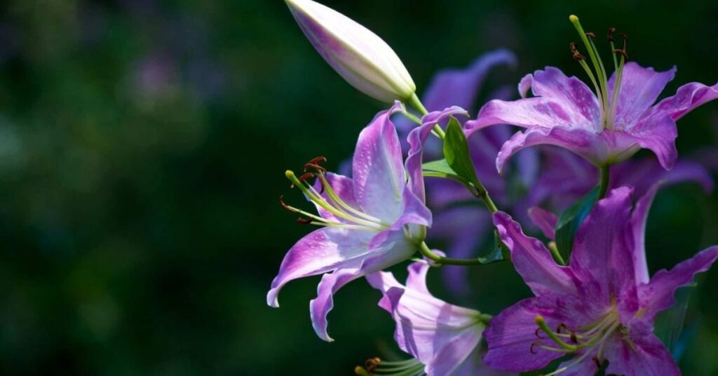 Colours of Lily Mean