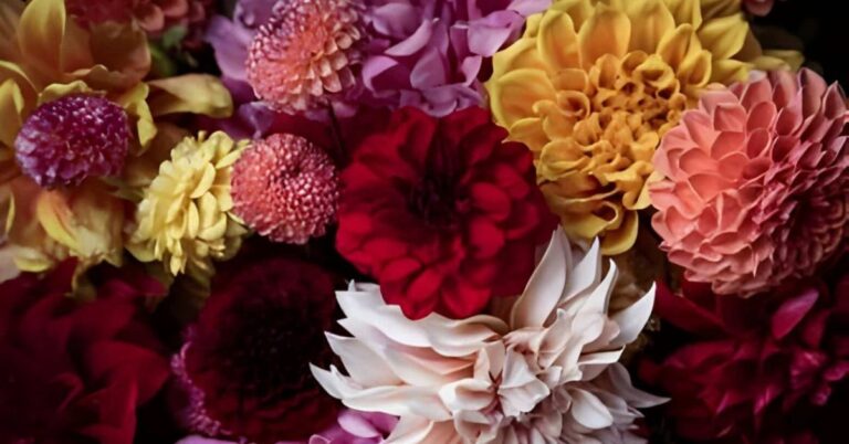 Dahlia Flower Meaning