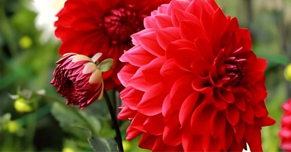 Dahlia Flower Meaning and Symbolism