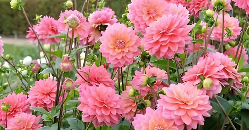 Dahlia Flower Symbolism