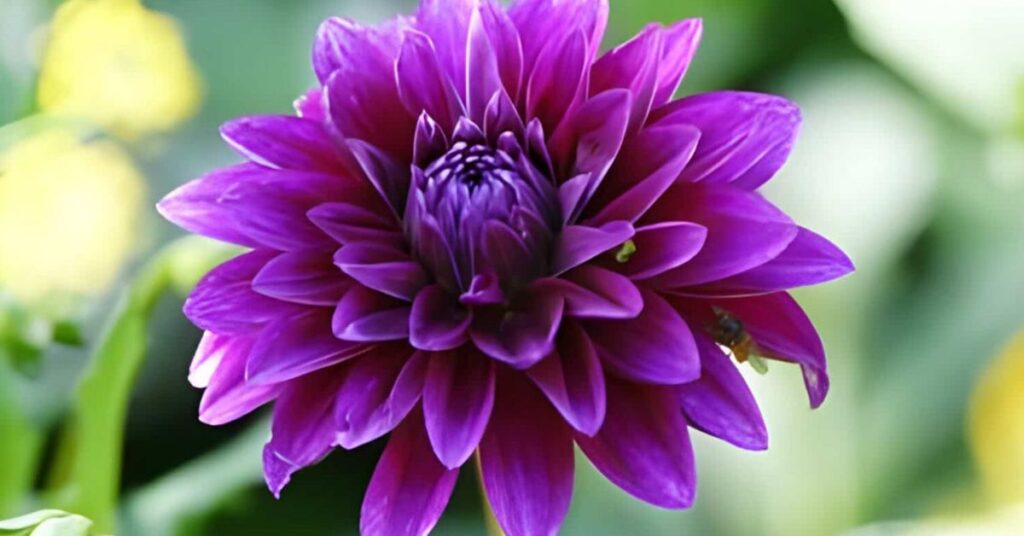 Dahlia Purple Flowers Meaning