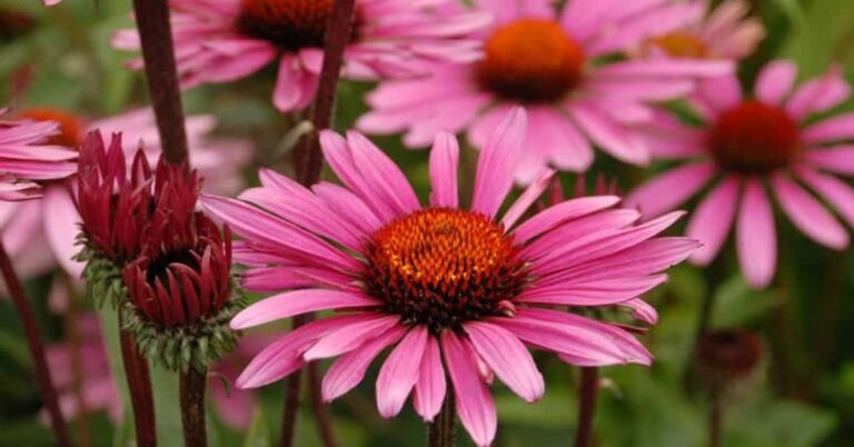 Flowers That Represent Growth