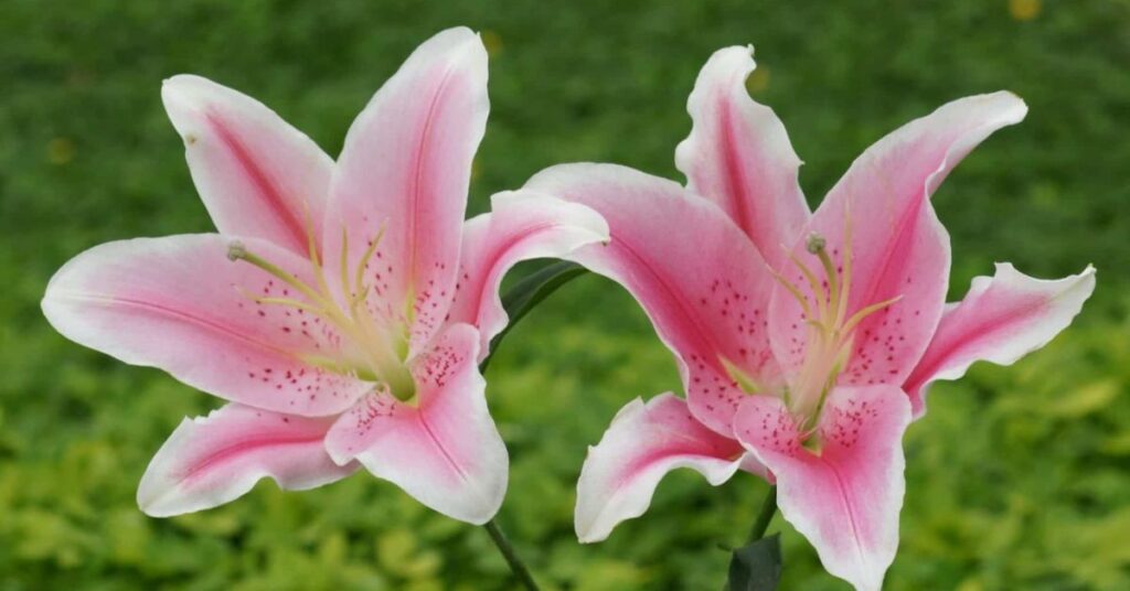 Fun Facts About Lily Flower Meaning