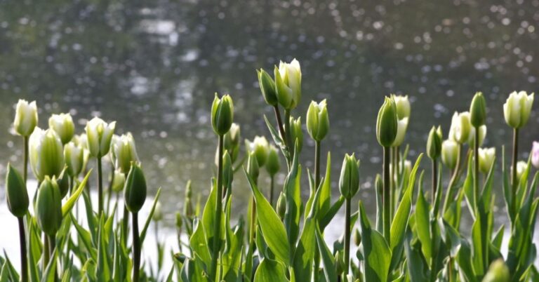 Green Tulips Meaning