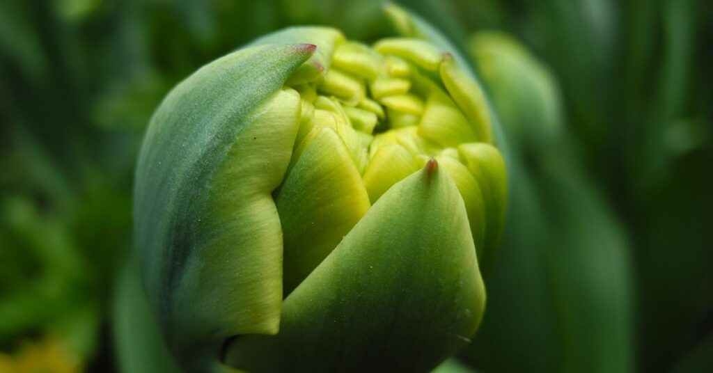 Green Tulips Meaning and Symbolism
