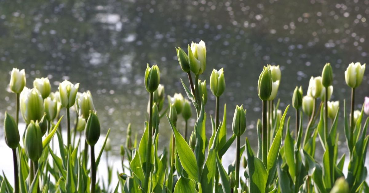 Green Tulips Meaning