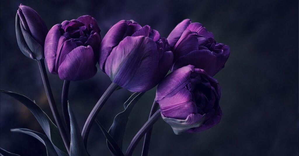 Purple Tulips