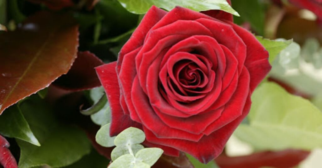 Single Rose